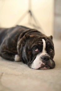 dog lying on beige surface