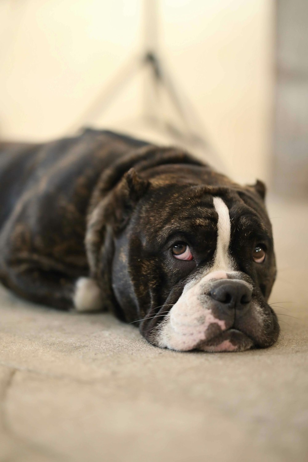 Hund auf beigem Untergrund liegend