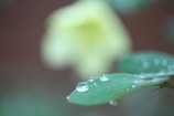 Close-up of morning dew on a sage green leaf with soft sunlight.