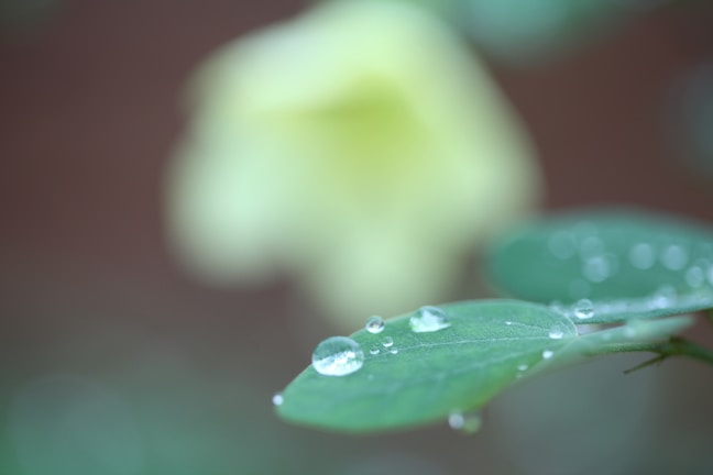 Close-up of morning dew on a sage green leaf with soft sunlight.