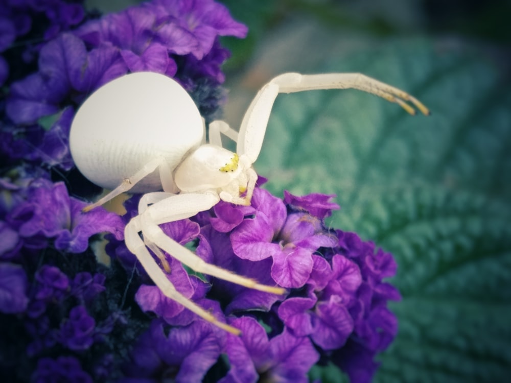 보라색 꽃에 흰색 거미의 초점 사진