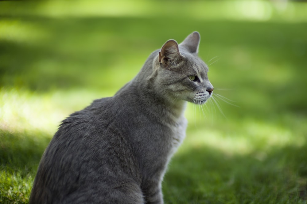 selective focus photography of silver tabby cat standing on grass field