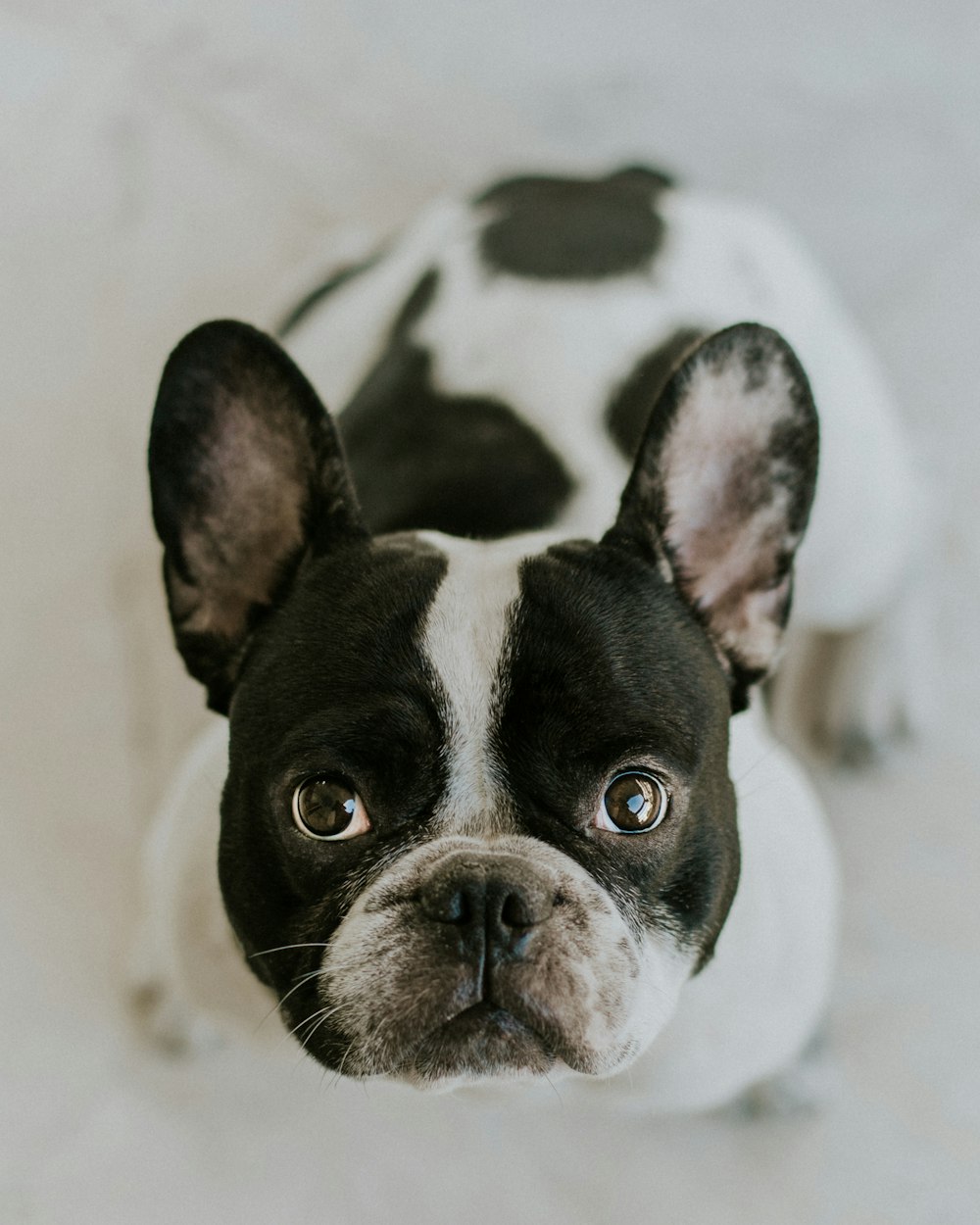 Boston terrier adulte assis sur une surface blanche