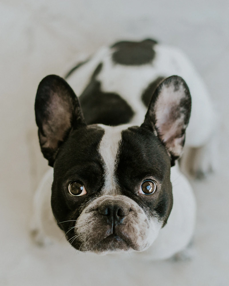 How to Crate Train a Puppy: A Step-by-Step Guide to Puppy Crate Training