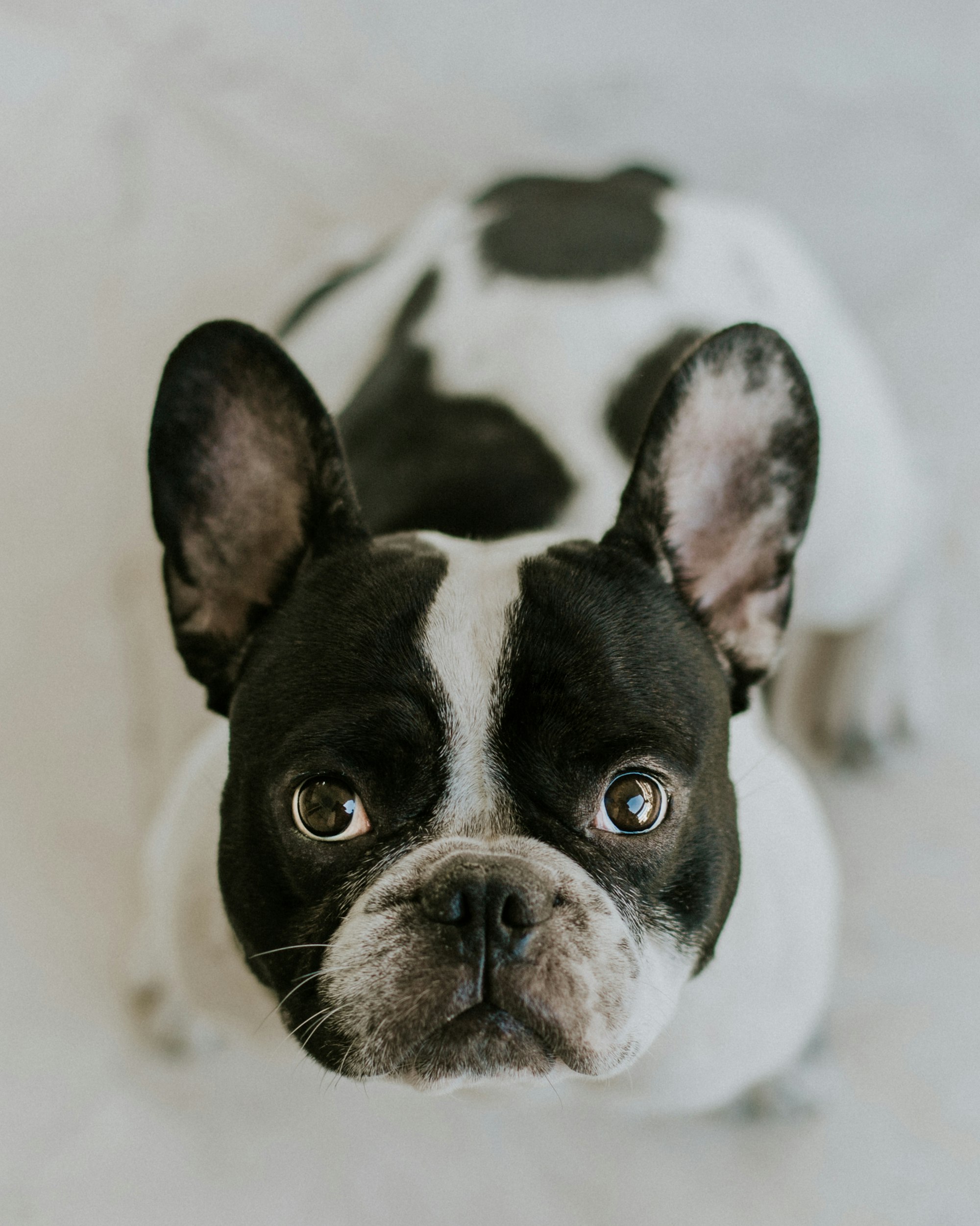 Black and White French Bulldog