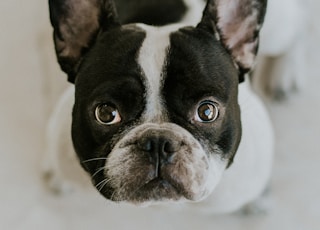 adult Boston terrier sitting on white surface