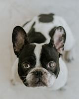 Customer's dog