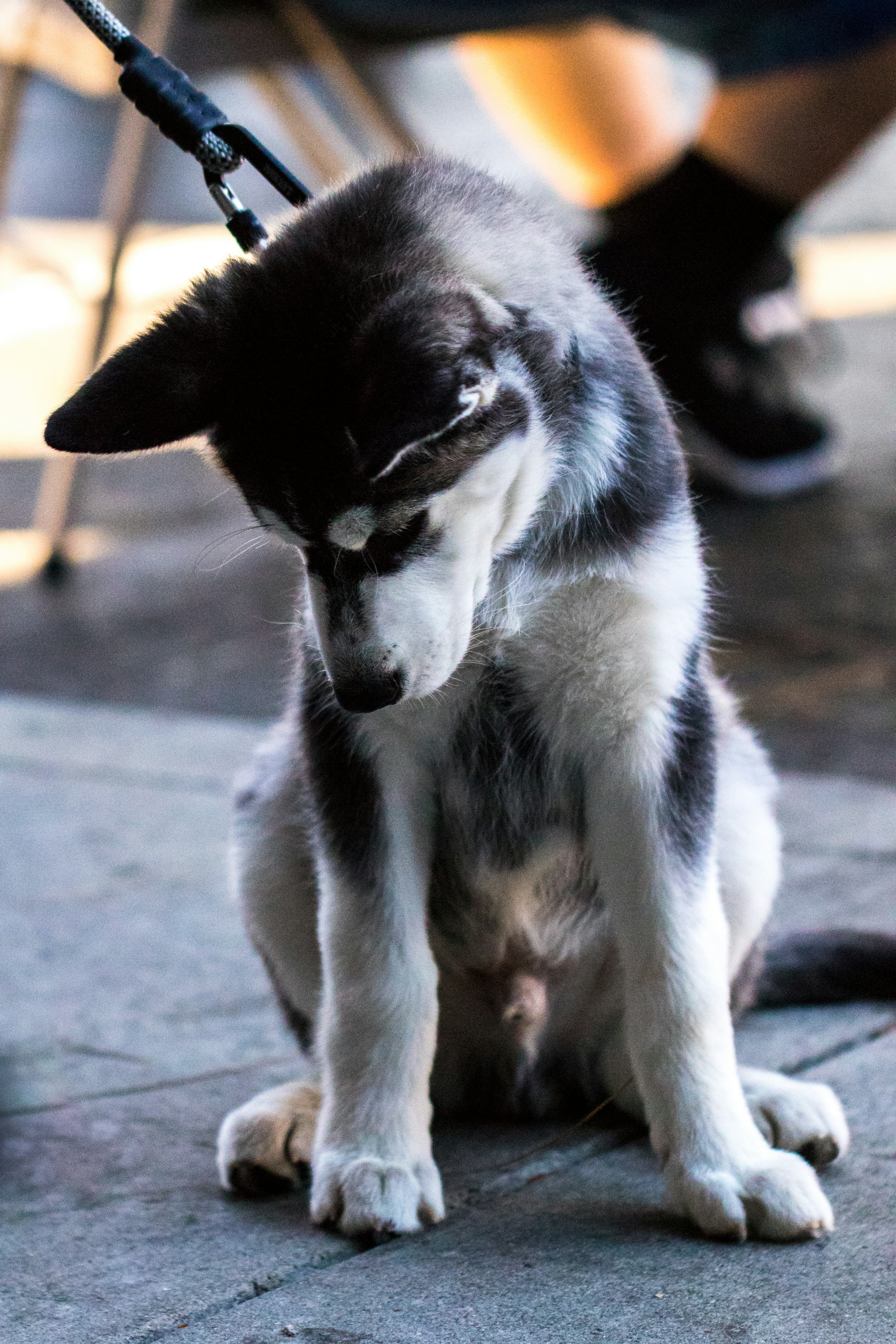 Siberian Husky male puppy