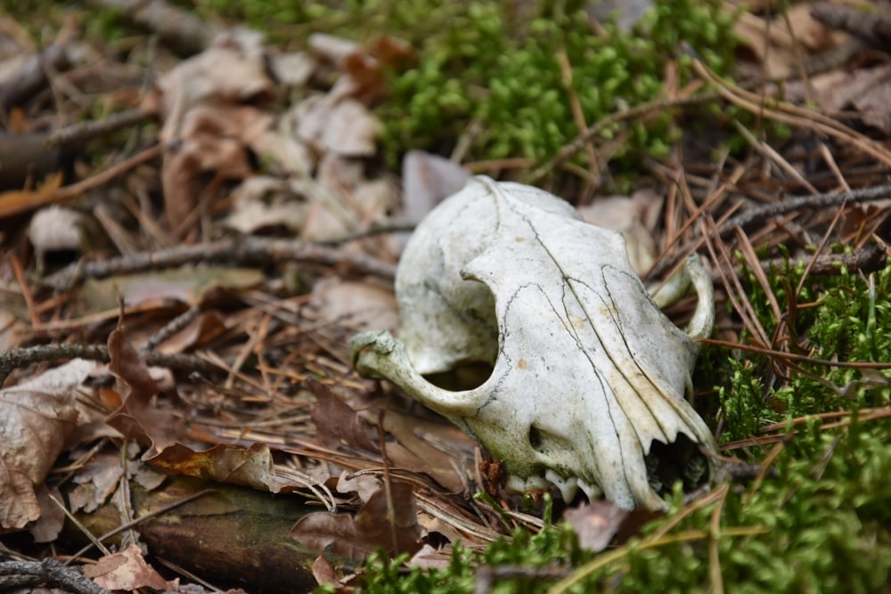 white animal skull on brown leaves