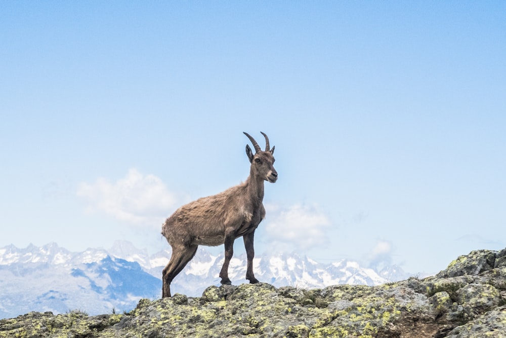 cervo marrom em pé na montanha durante o dia