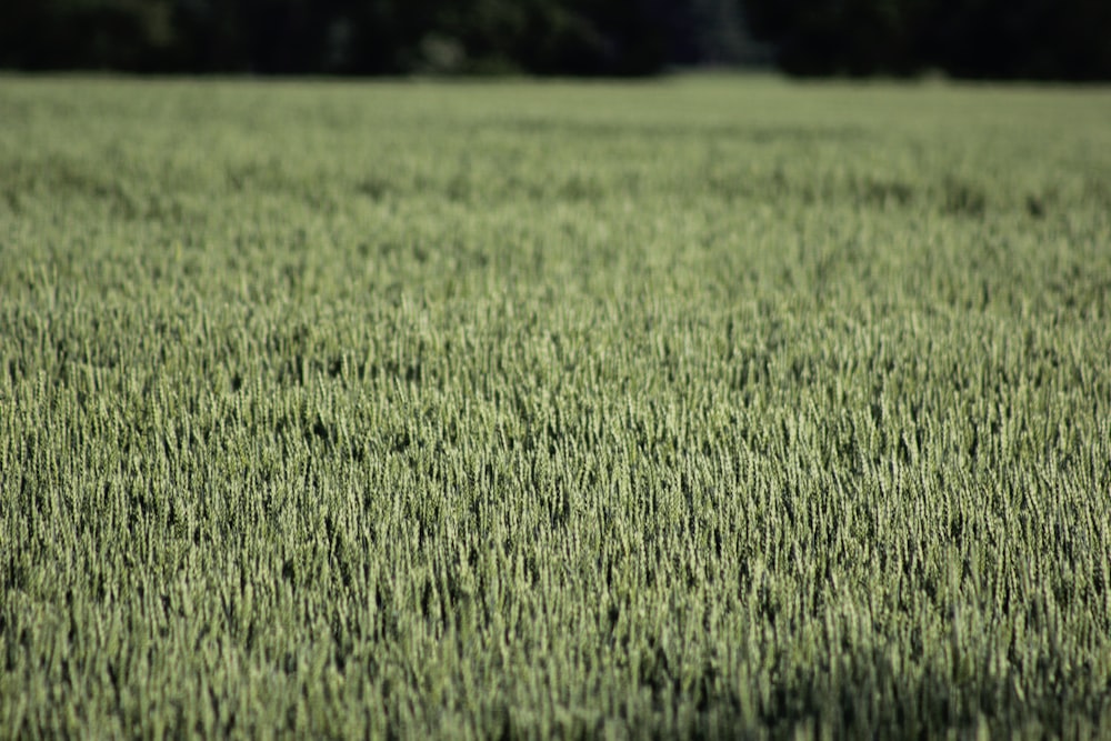 a field of green grass with trees in the background