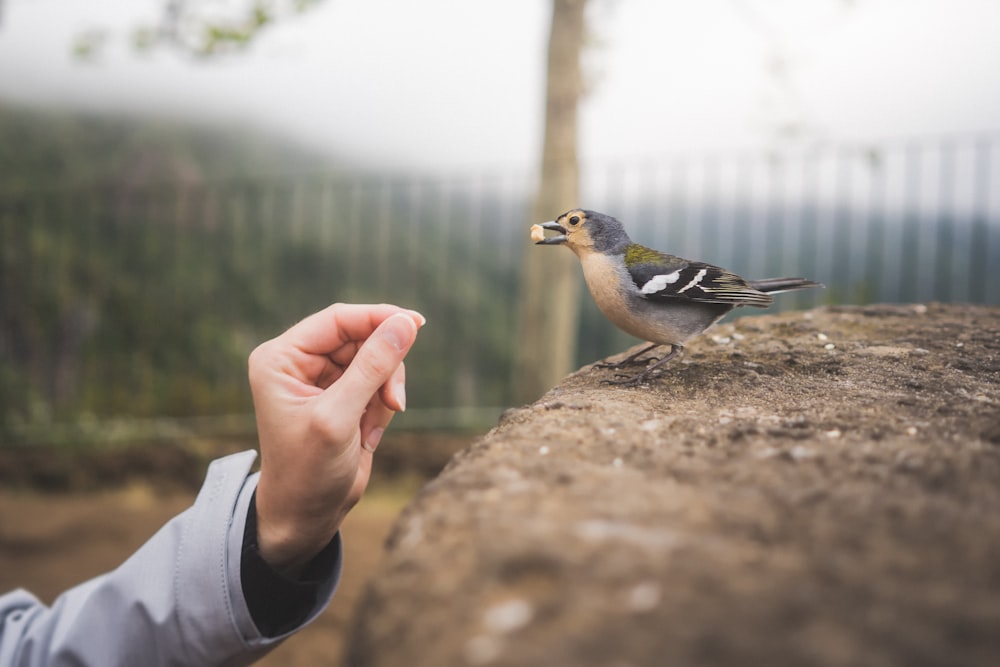 personne nourrissant l’oiseau