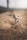 brown and gray bird on ground
