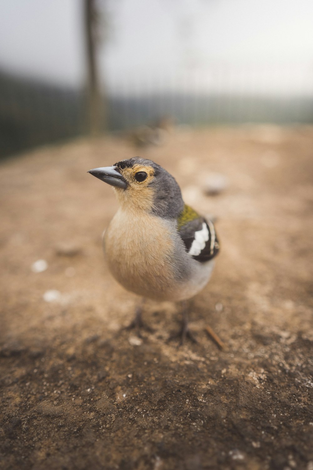 brown and gray bird on ground