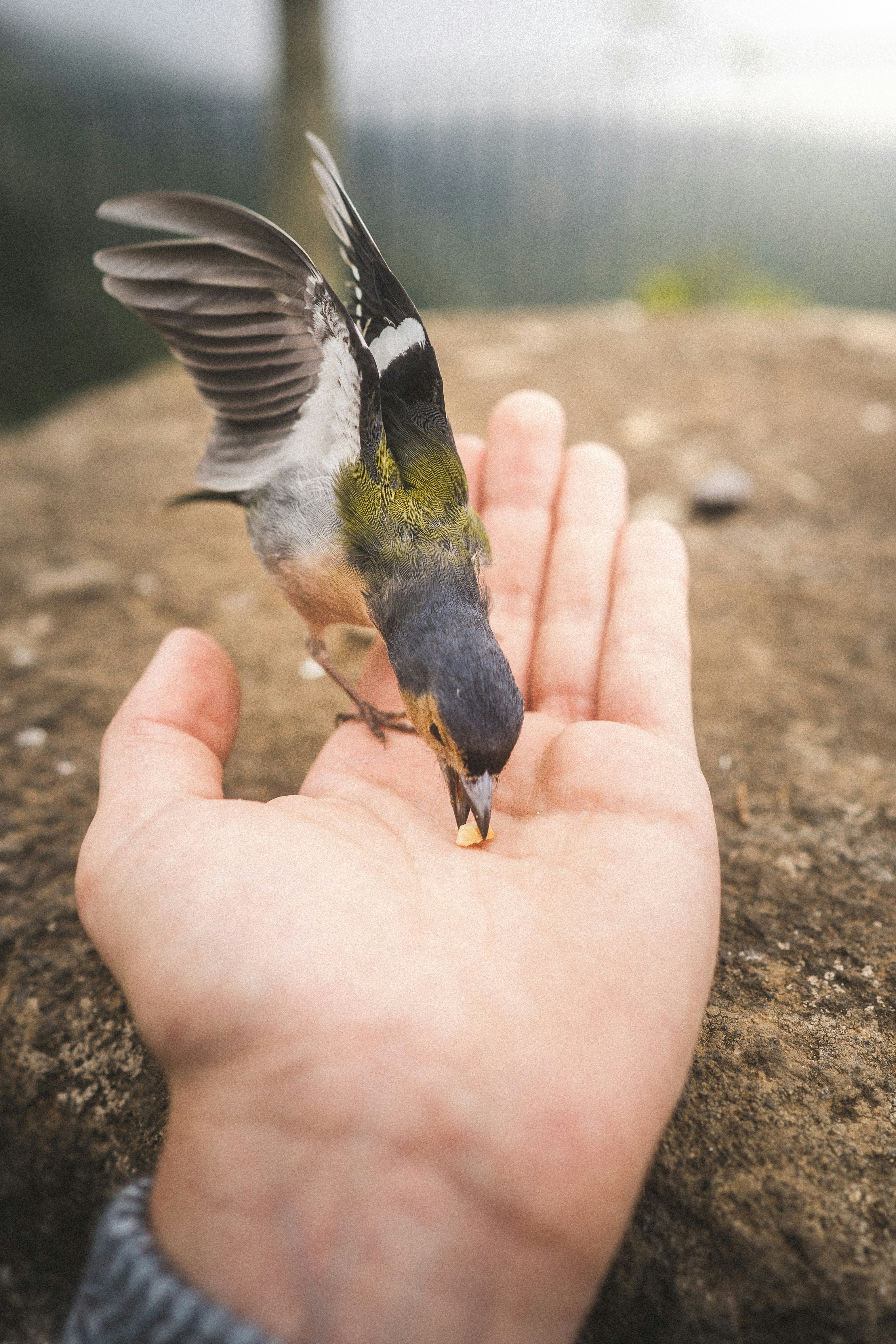 Snacks y Alimentación