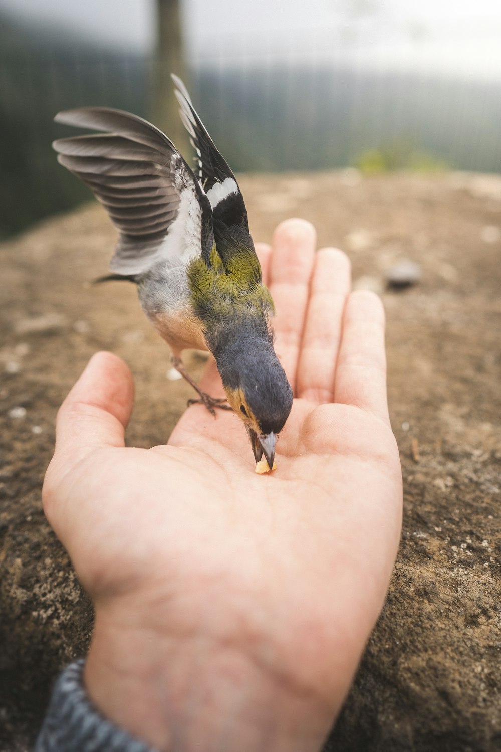 人の左手に灰色、緑、白の鳥