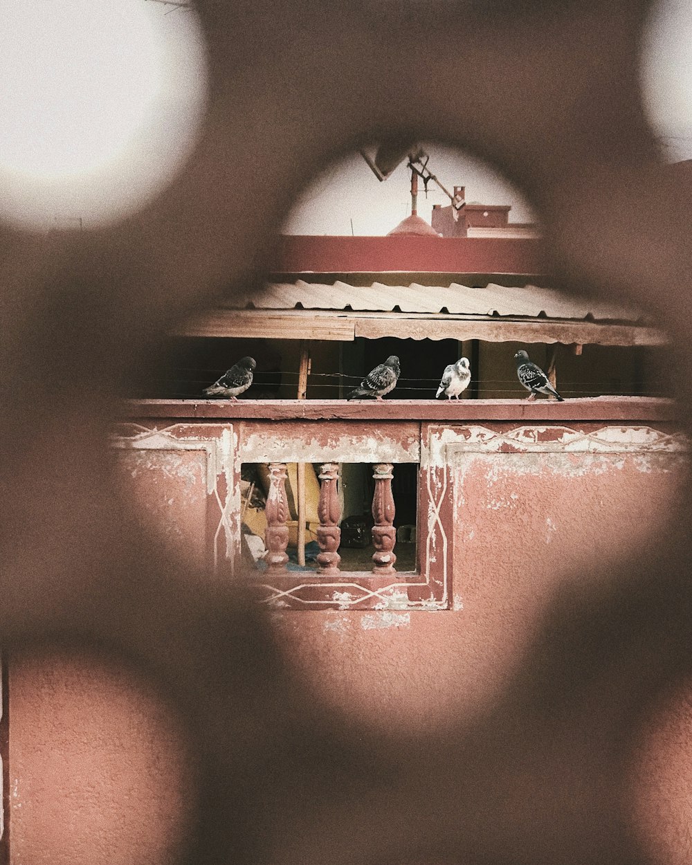 selective focus photography of four birds on wall