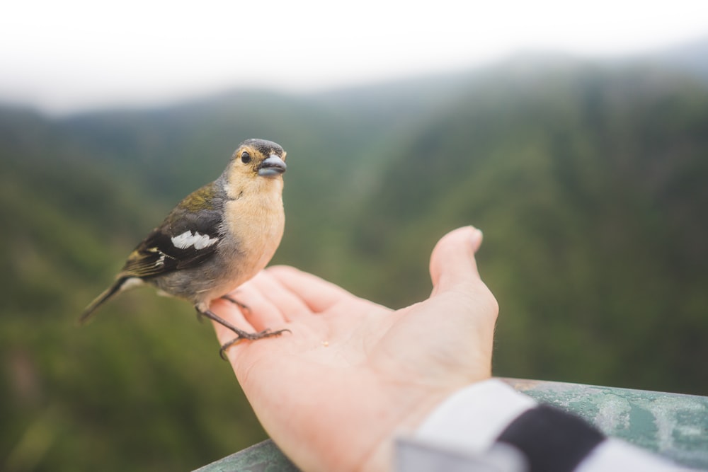 pássaro marrom em pé na palma da mão da pessoa