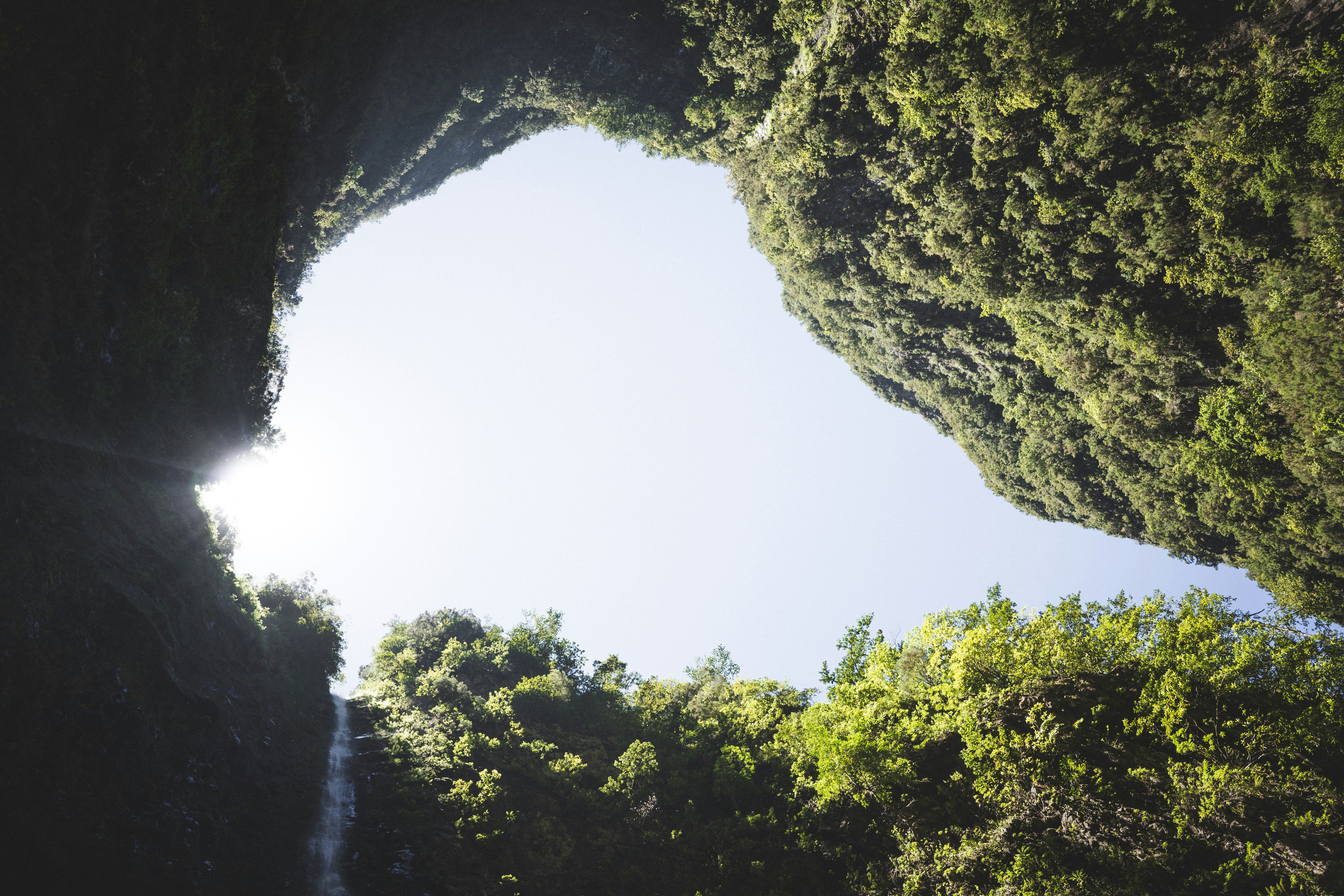 low angle photo of green trees