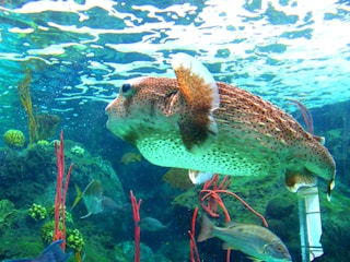 A vibrant reef aquarium showcasing a puffer fish swimming near a detailed Star Wars battle wreckage 3D-printed environment.
