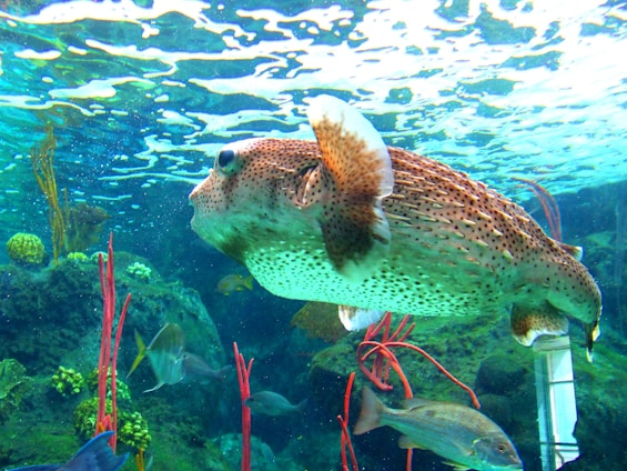 A vibrant reef aquarium showcasing a puffer fish swimming near a detailed Star Wars battle wreckage 3D-printed environment.