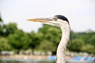 Nearby Everglades wildlife, including a close-up of a curious heron.