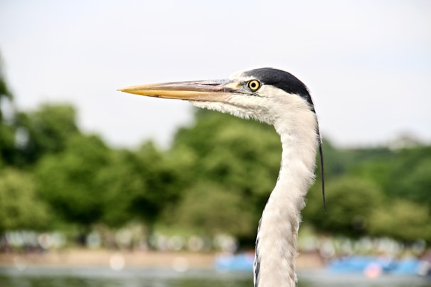 Nearby Everglades wildlife, including a close-up of a curious heron.
