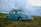 blue Volkswagen Beetle on grass field