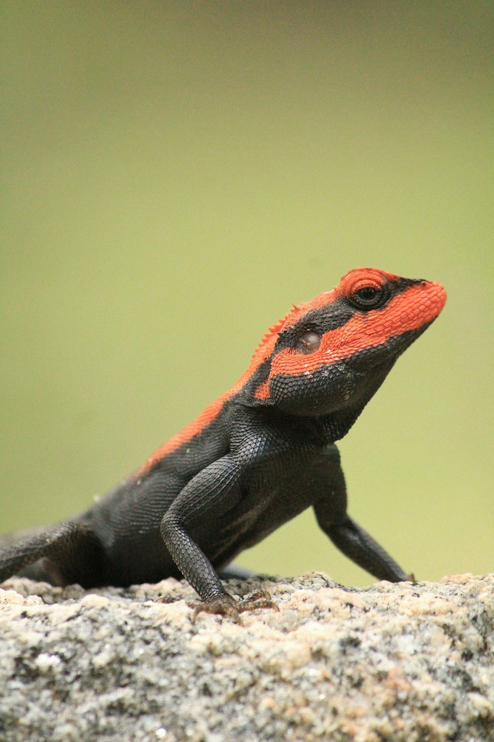macro shot of black and red bearded dragon