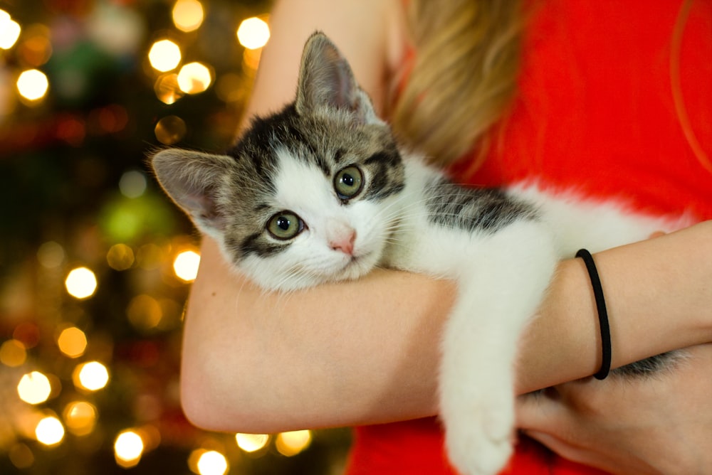 mujer cargando gatito