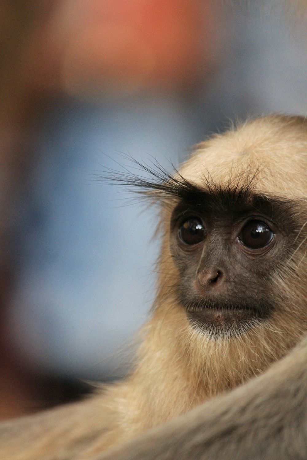 selective focus photography of white primate