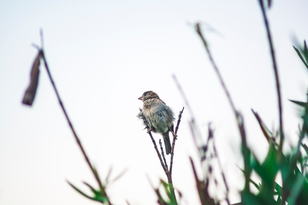 bird on stem