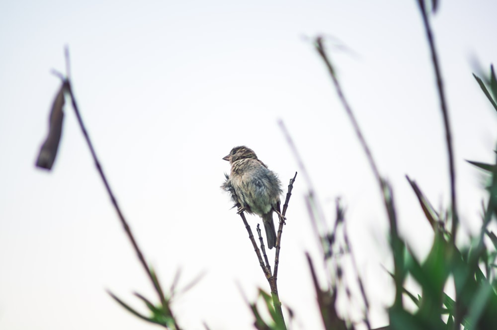 茎の上の鳥