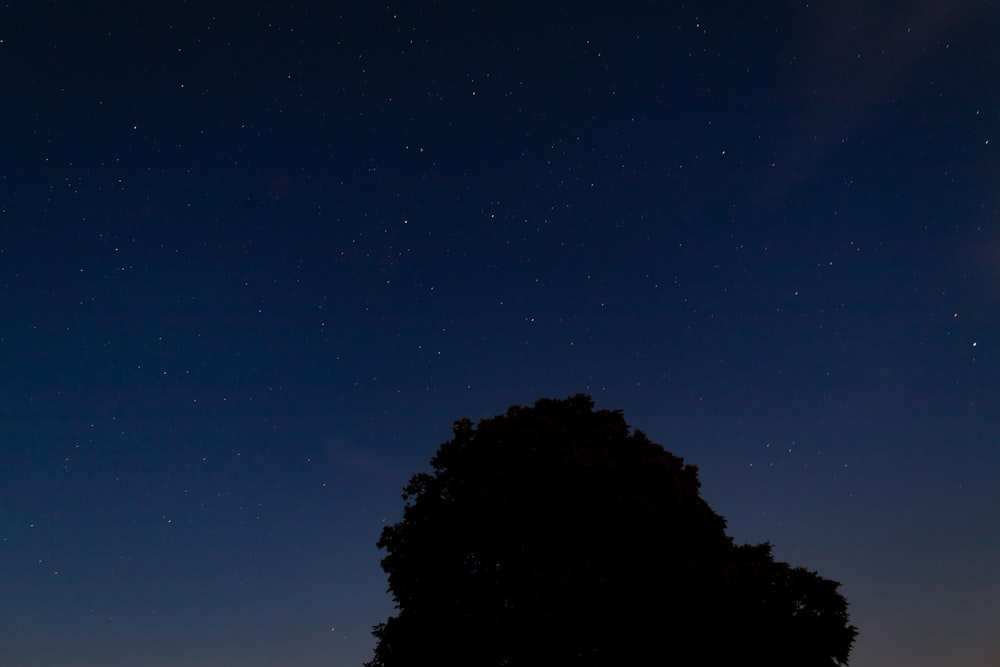 Silueta de árbol en la noche