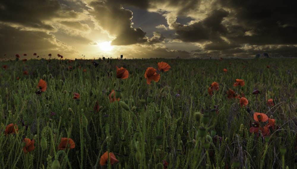 red flowers