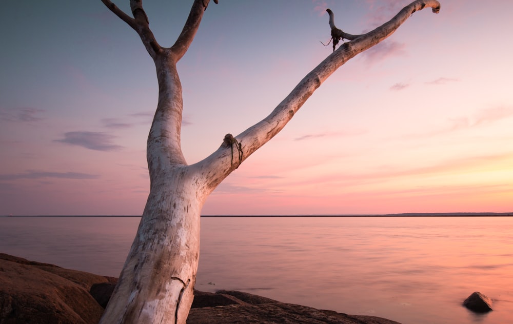 tree trunk near body of water