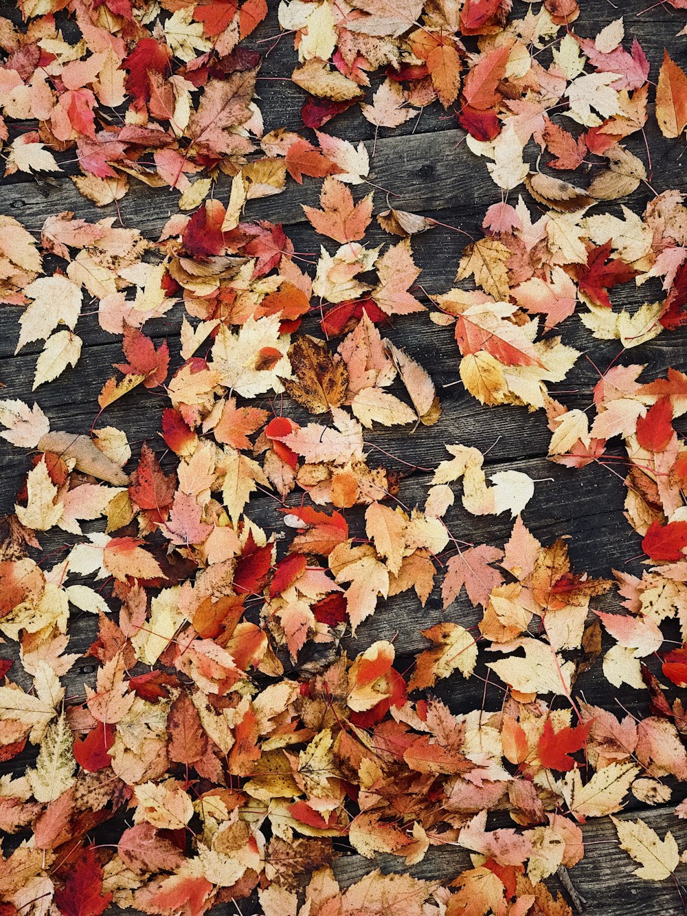 dried leaves on wooden surface