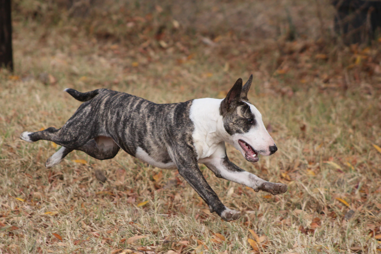 Bull Terrier running on grass, photo by William Nettmann on Unsplash. Miniature Bull Terriers share the same breed standard as the standard.