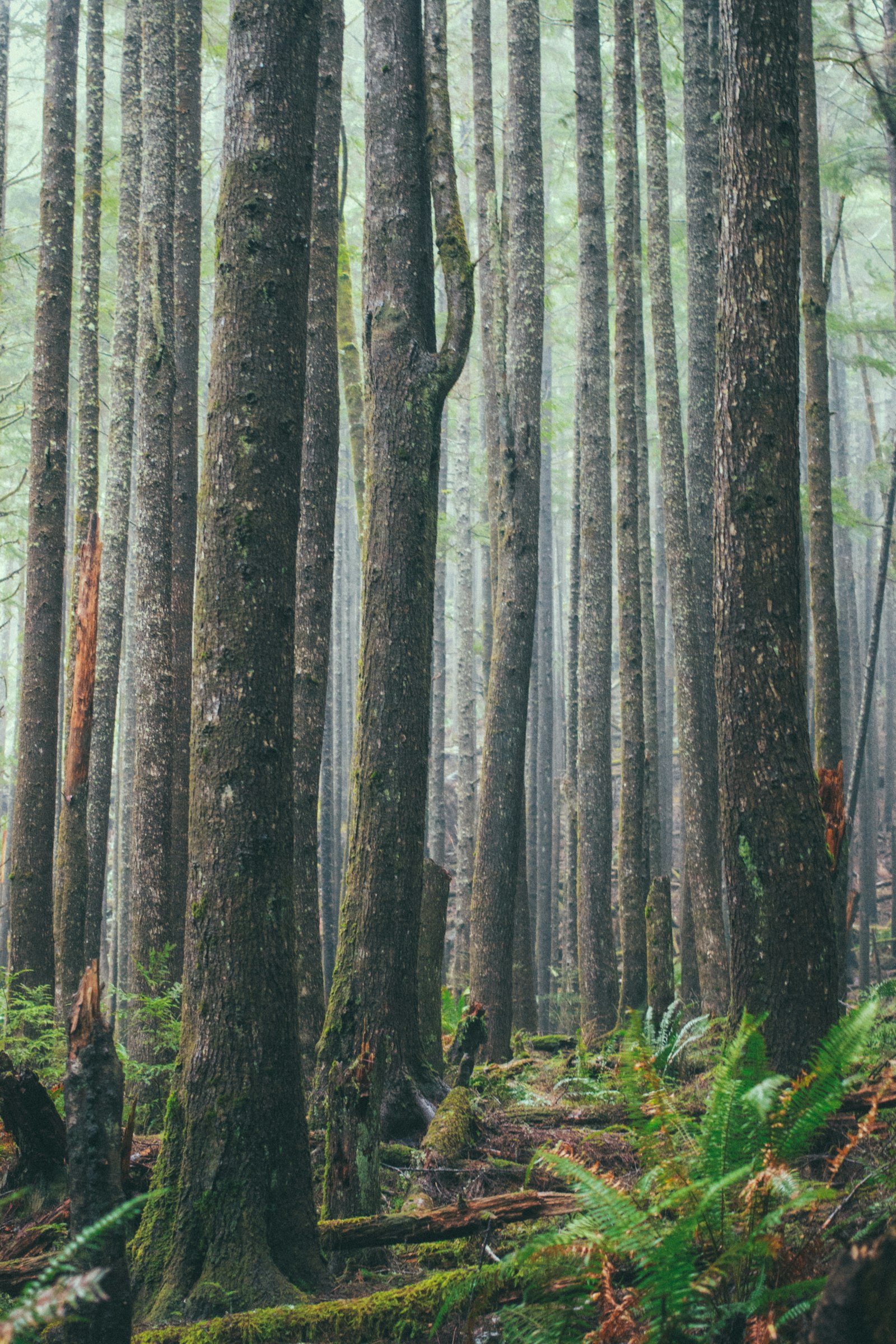 Canon EOS 700D (EOS Rebel T5i / EOS Kiss X7i) + Canon EF 40mm F2.8 STM sample photo. Trees on forest photography