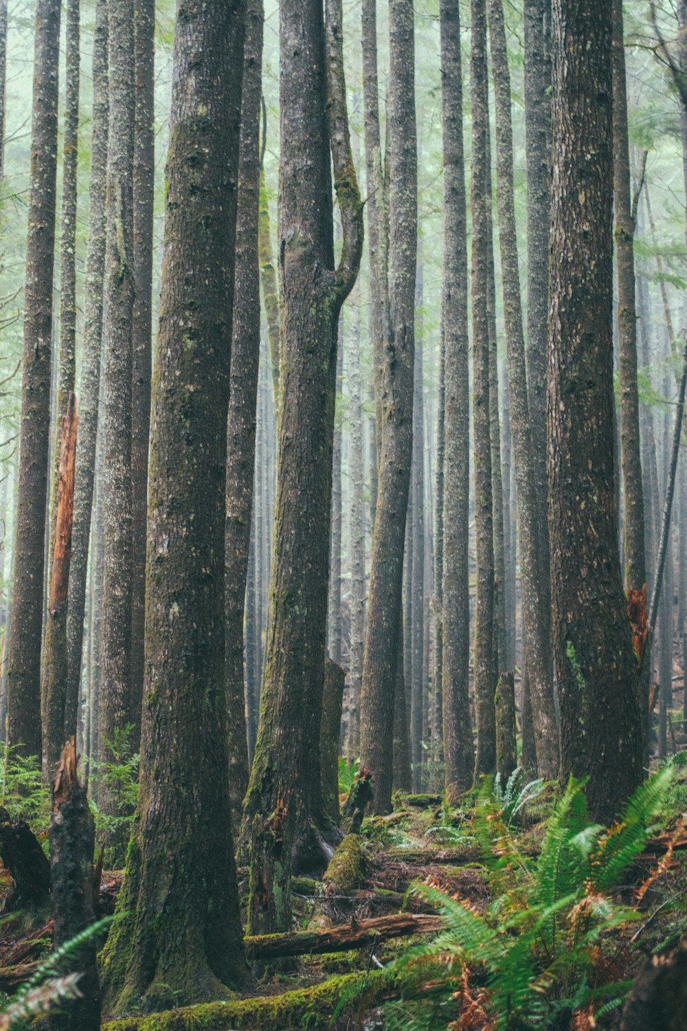 trees on forest