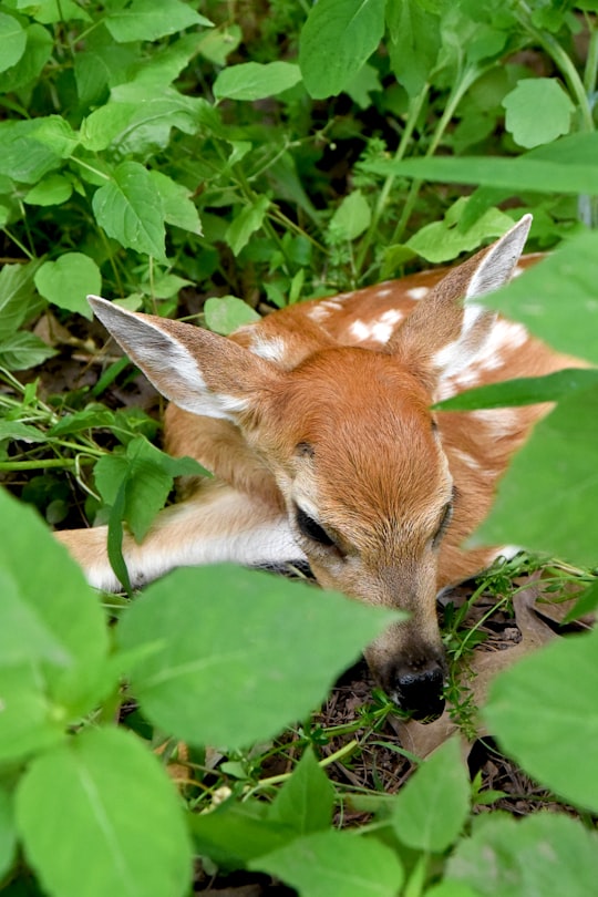 brown deer lying on ground in Pennsylvania United States