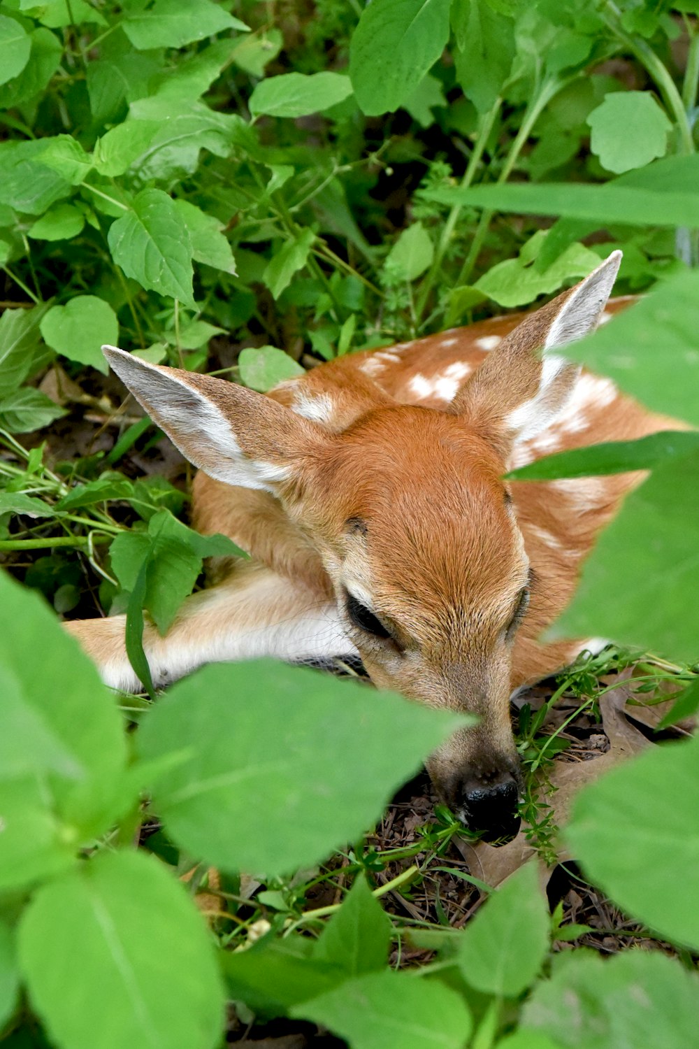 brown deer lying on ground