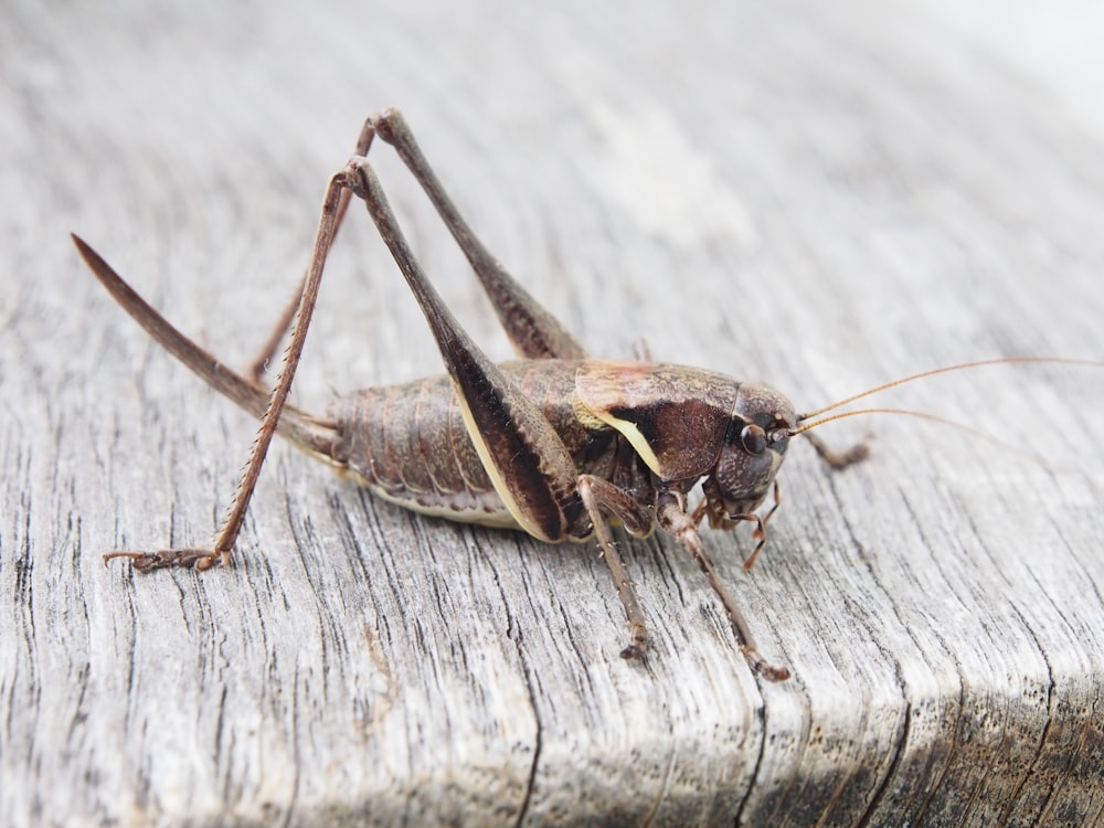 grasshopper on wooden surface