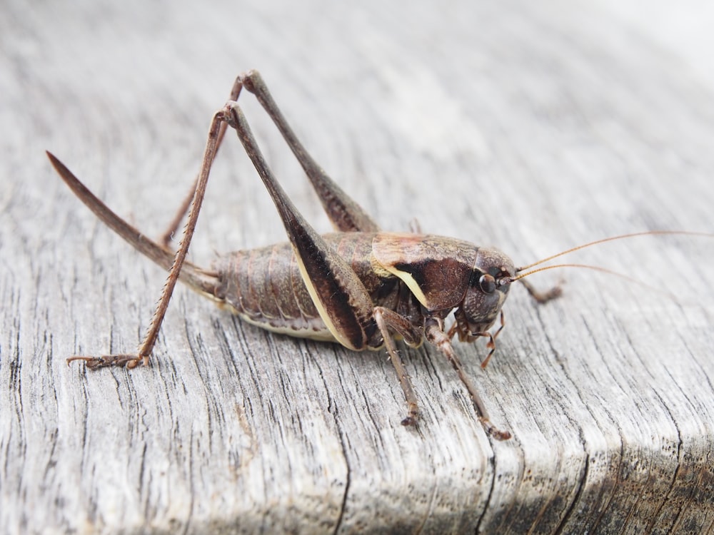 Saltamontes sobre superficie de madera