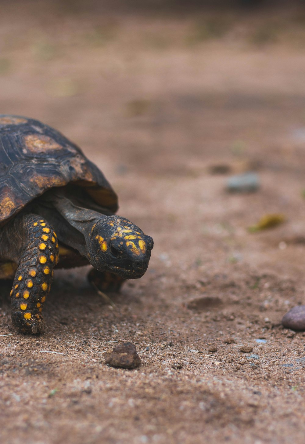 Foto der Schwarzen Schildkröte mit flachem Fokus