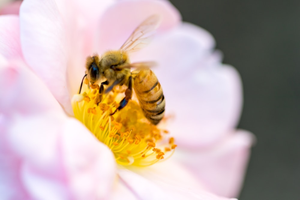 selective focus of bee perched on yellow flower