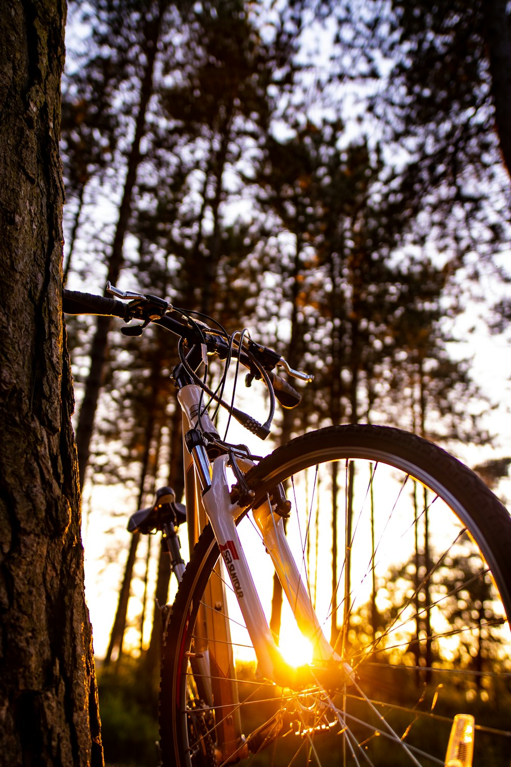 white hardtail bike on tree branch