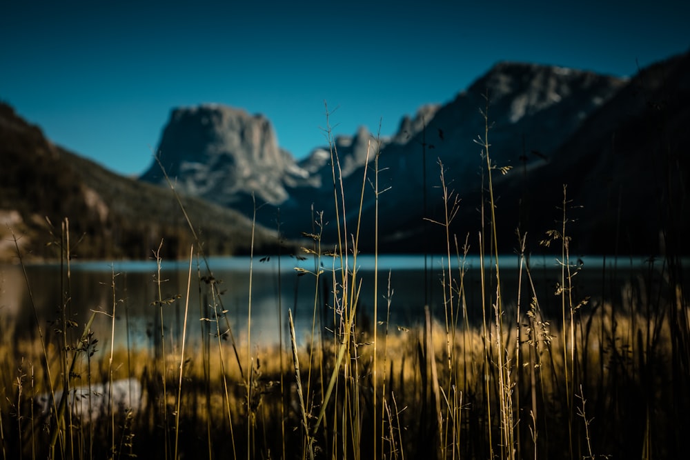 selective focus photography green grass field