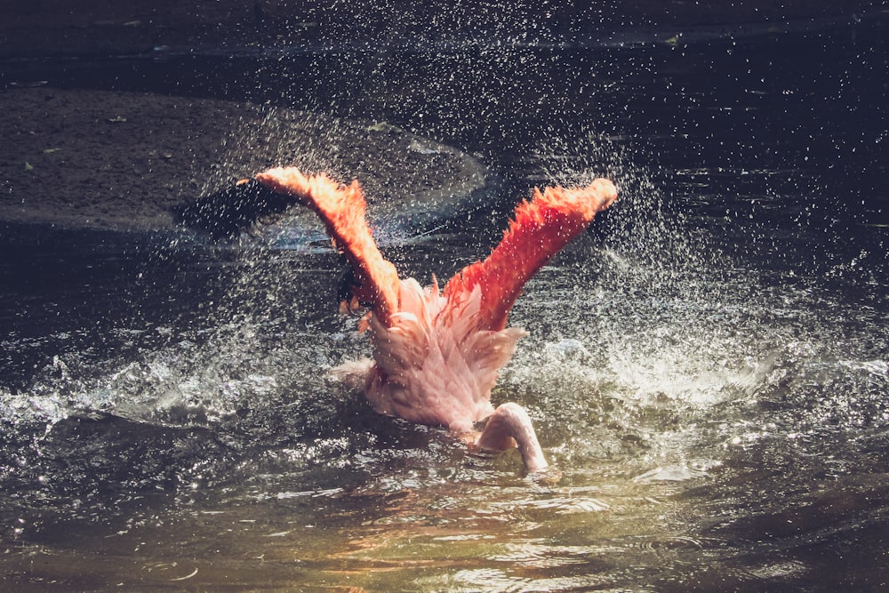 Nadar con pájaros en el cuerpo de agua