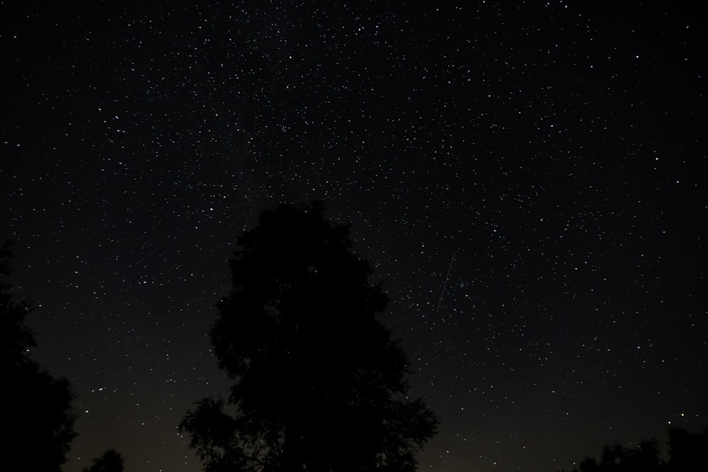 silhouette of tree during nighttime